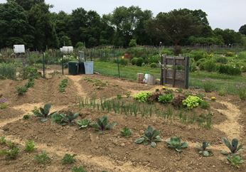 community garden plot