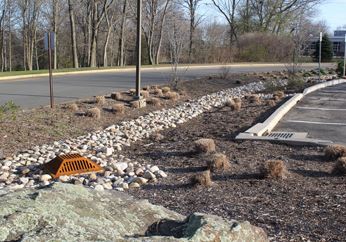 beecher_bioswale_for_website